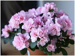 Азалия дома