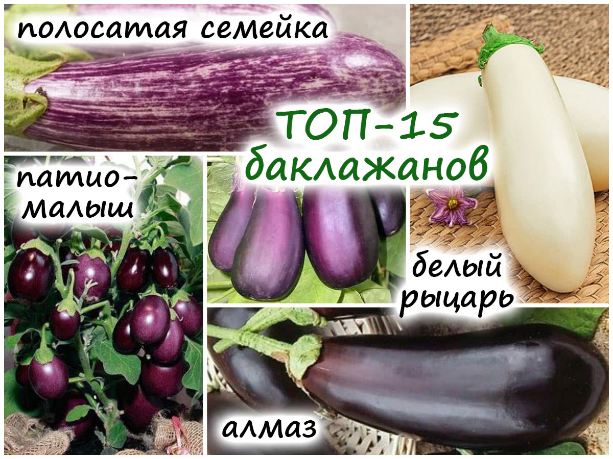 16 сортов баклажанов