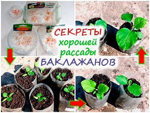 Выращивание рассады баклажанов