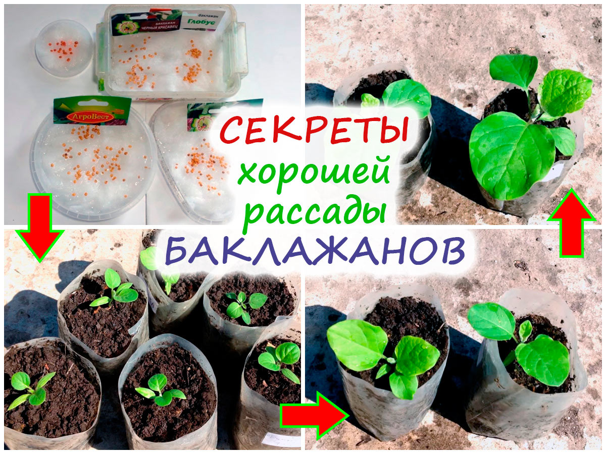 Выращивание рассады баклажанов