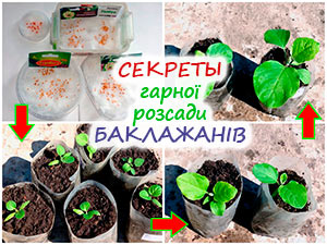 Вирощування розсади баклажанів