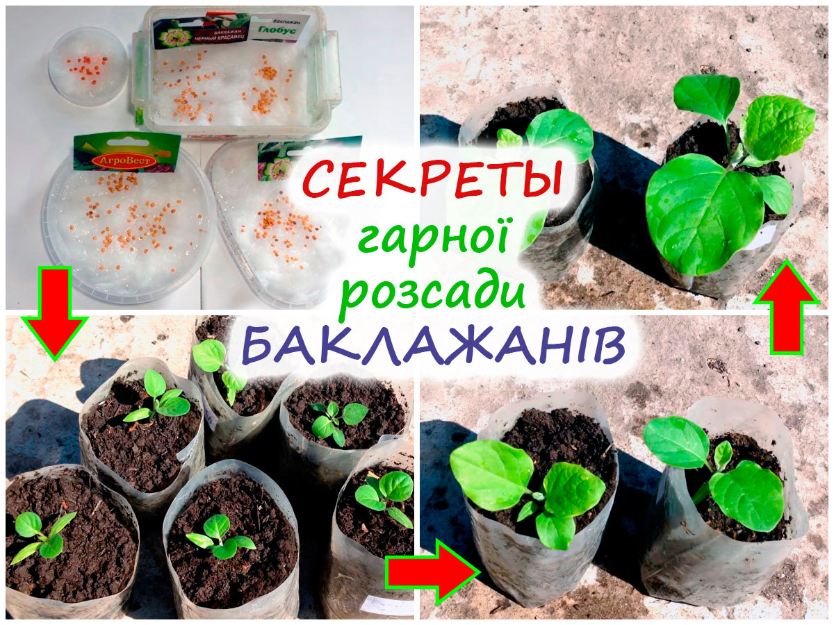 Вирощування розсади баклажанів