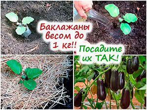 Посадка баклажанов в грунт
