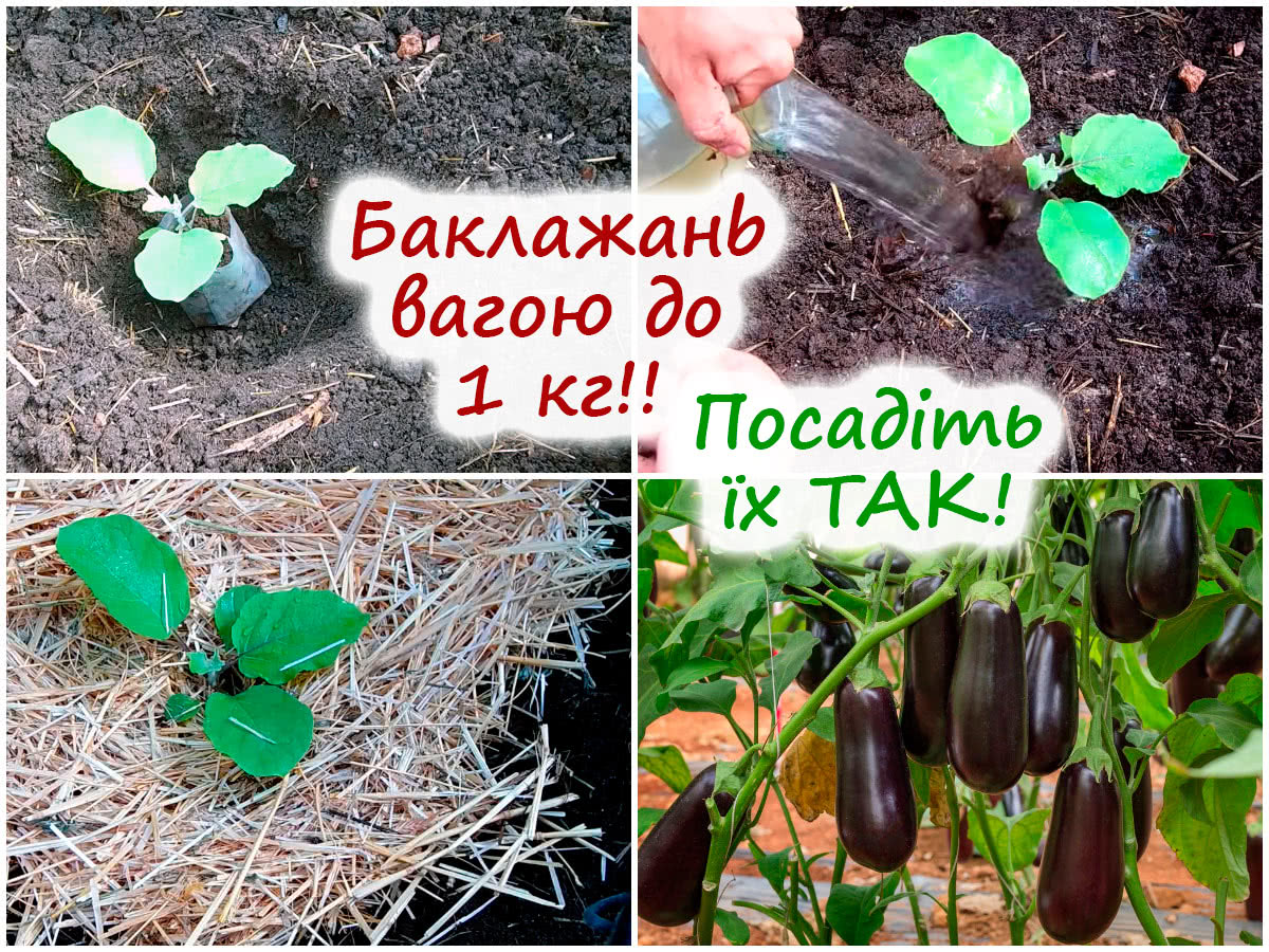 Посадка баклажанів у ґрунт
