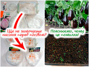 Пророщування насіння баклажанів