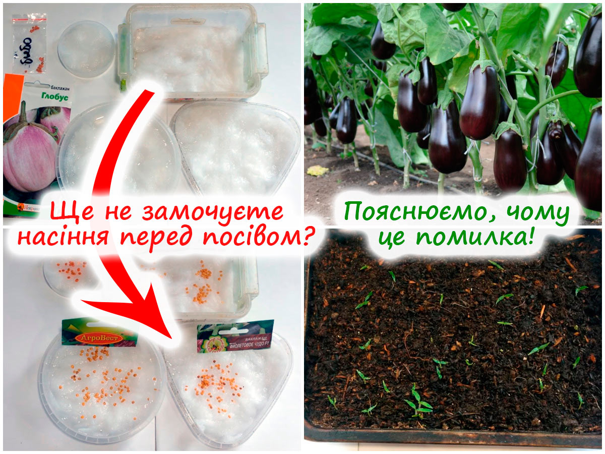 Пророщування насіння баклажанів