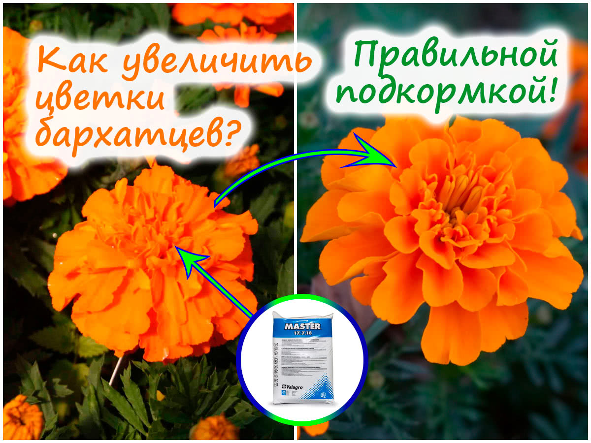 Увеличение цветка бархатцев