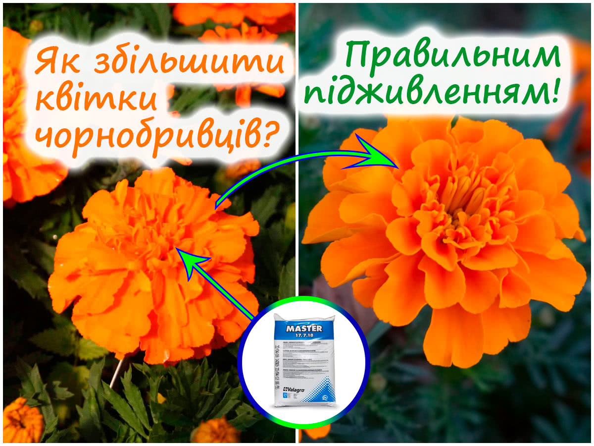 Збільшення квітки чорнобривців