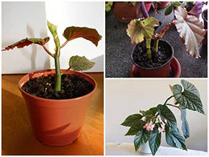 Укоренение бегонии коралловой