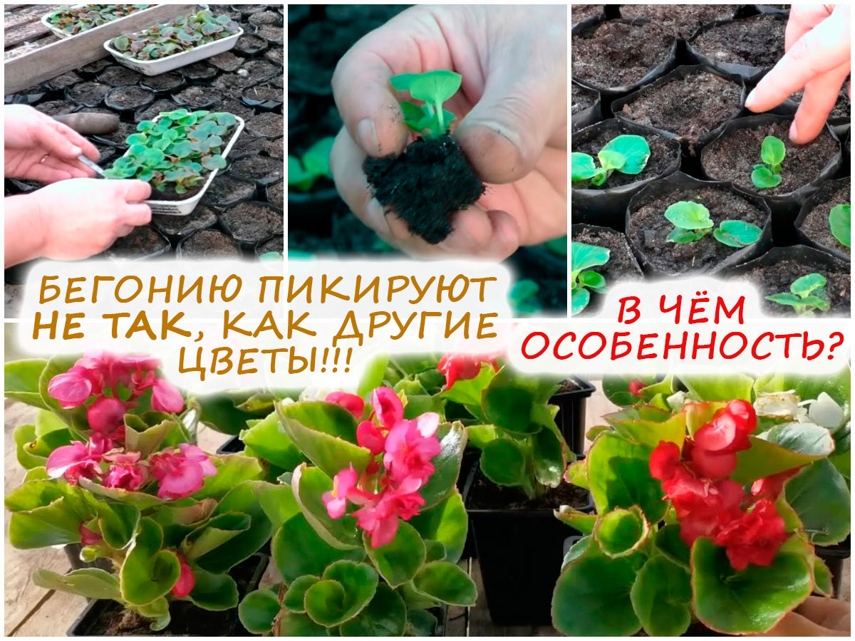 Пикировка вечноцветущей бегонии