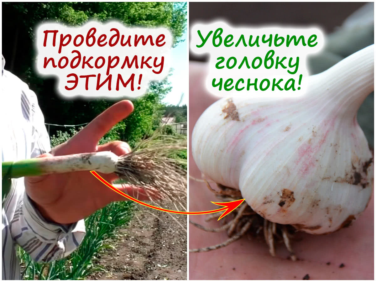 Фосфорно-калийная подкормка чеснока