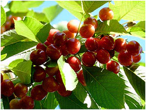 Формировка черешни кустом
