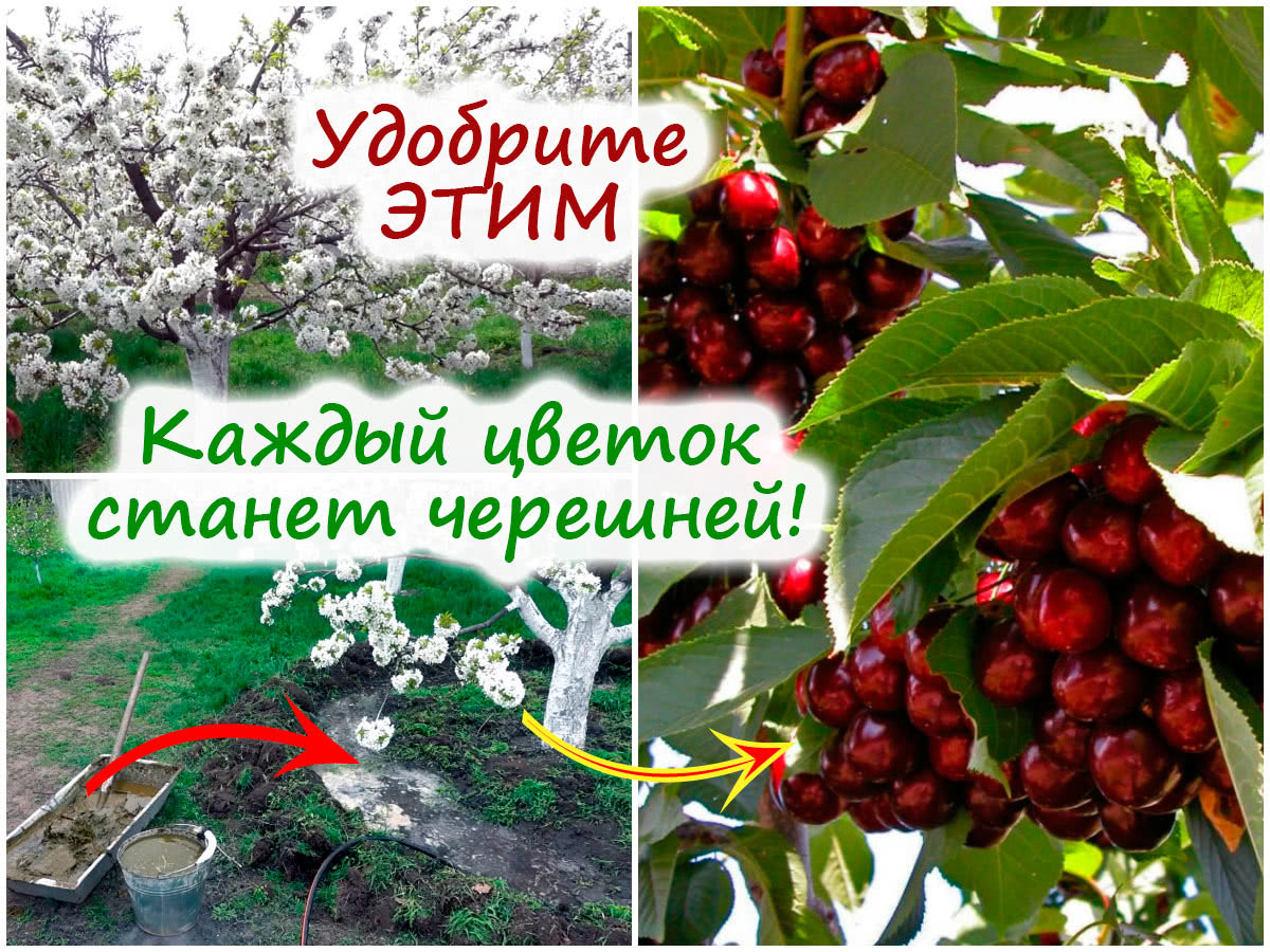 Подкормка черешни во время цветения