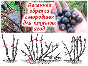 Обрезка чёрной смородины