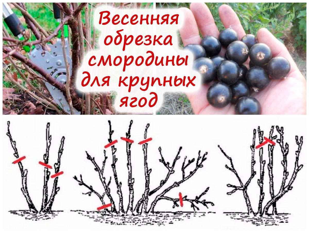 Обрезка чёрной смородины
