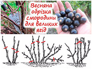 Обрізка чорної смородини