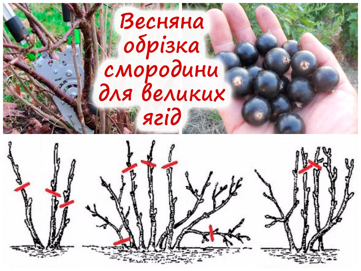 Обрізка чорної смородини