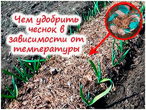 Подкормка озимого чеснока весной