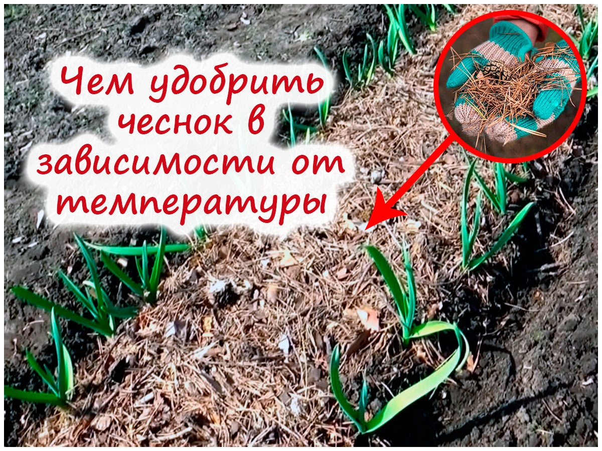 Подкормка озимого чеснока весной