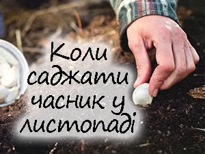 Посадка часнику в листопаді 2023 року