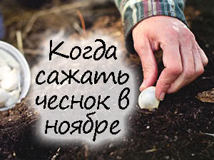 Посадка чеснока в ноябре 2023 года