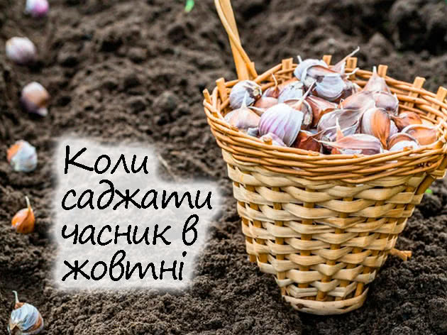 Посадка часнику в жовтні 2023 року