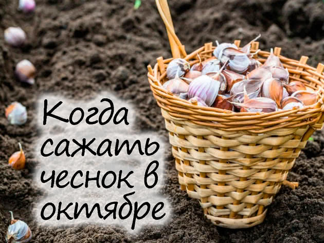 Посадка чеснока в октябре 2023 года