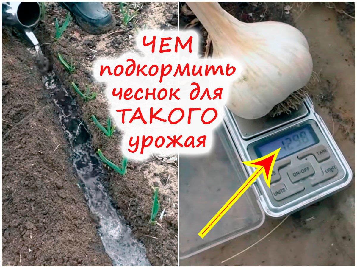 Подкормка озимого чеснока весной