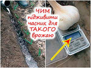 Підживлення озимого часнику навесні