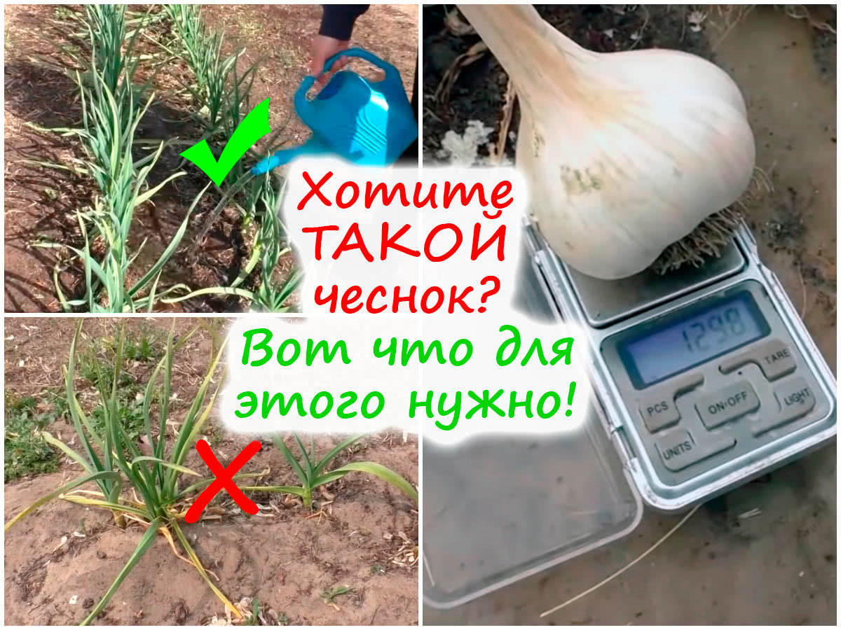 Комплексная подкормка чеснока