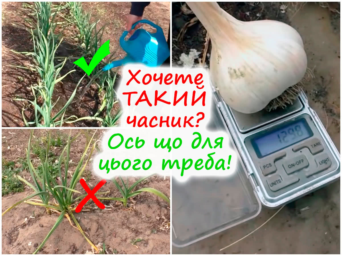 Комплексне підживлення часнику