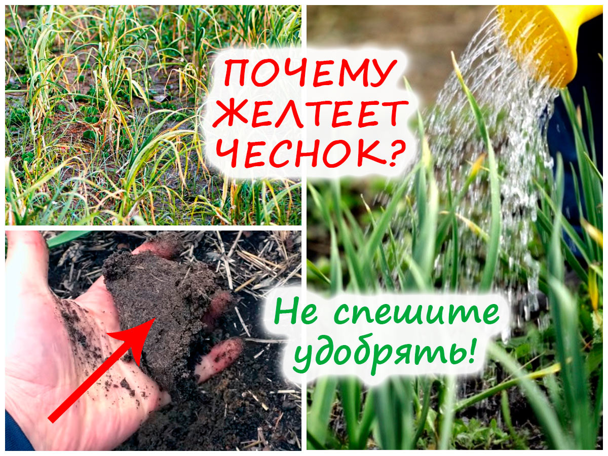 Чеснок желтеет - нужен полив