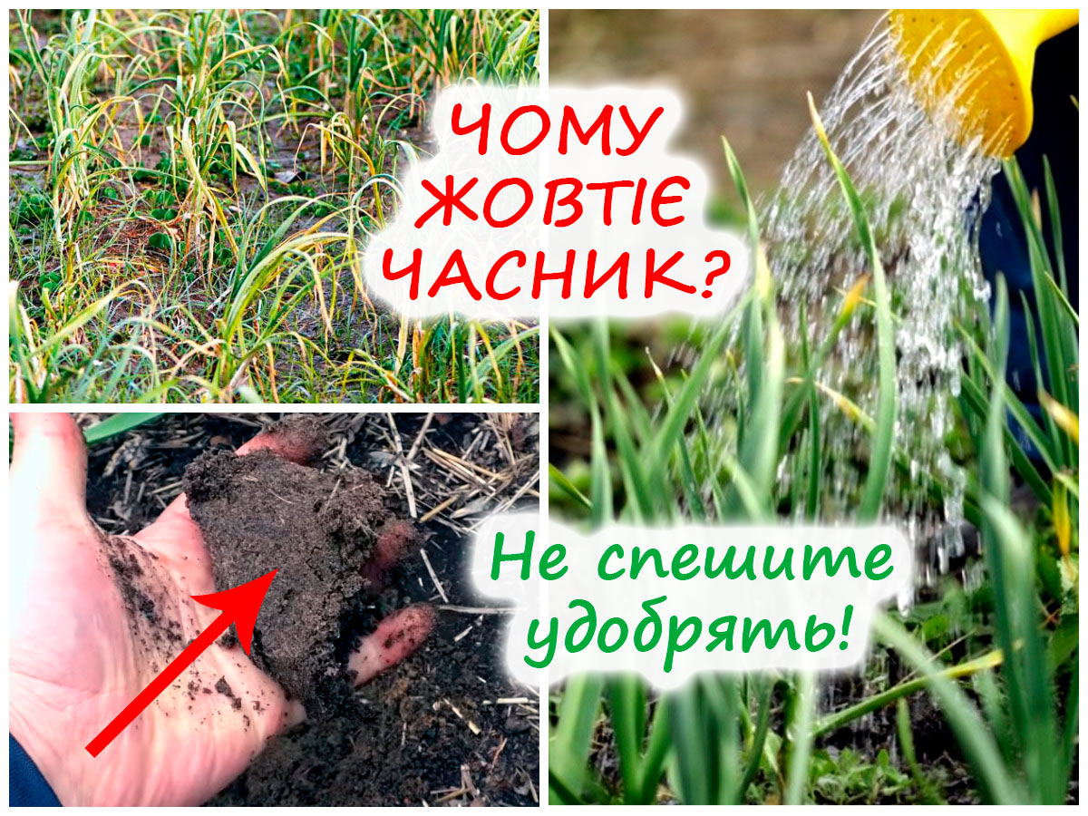 Часник жовтіє – потрібен полив