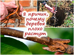 Почему деревья слабо растут