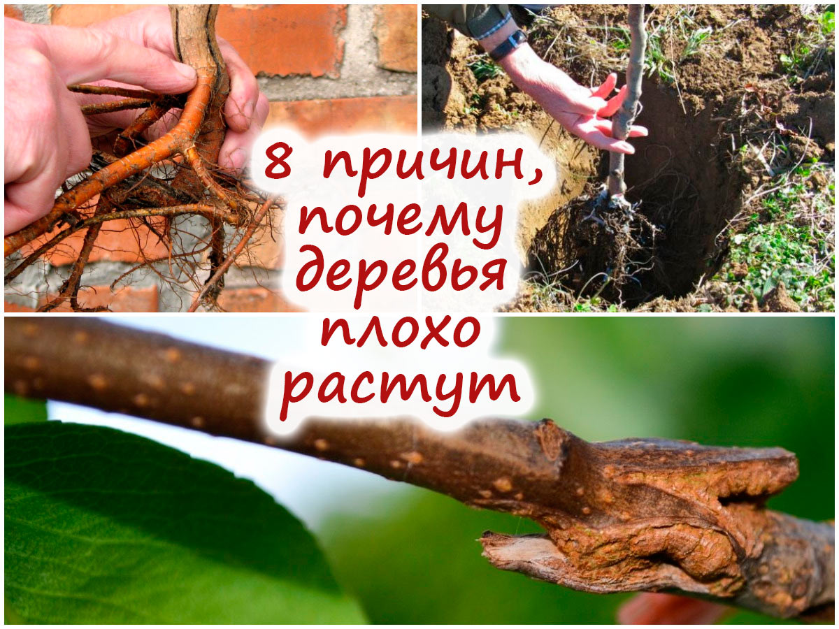 Почему деревья слабо растут