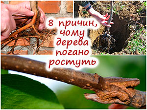 Чому дерева слабко ростуть