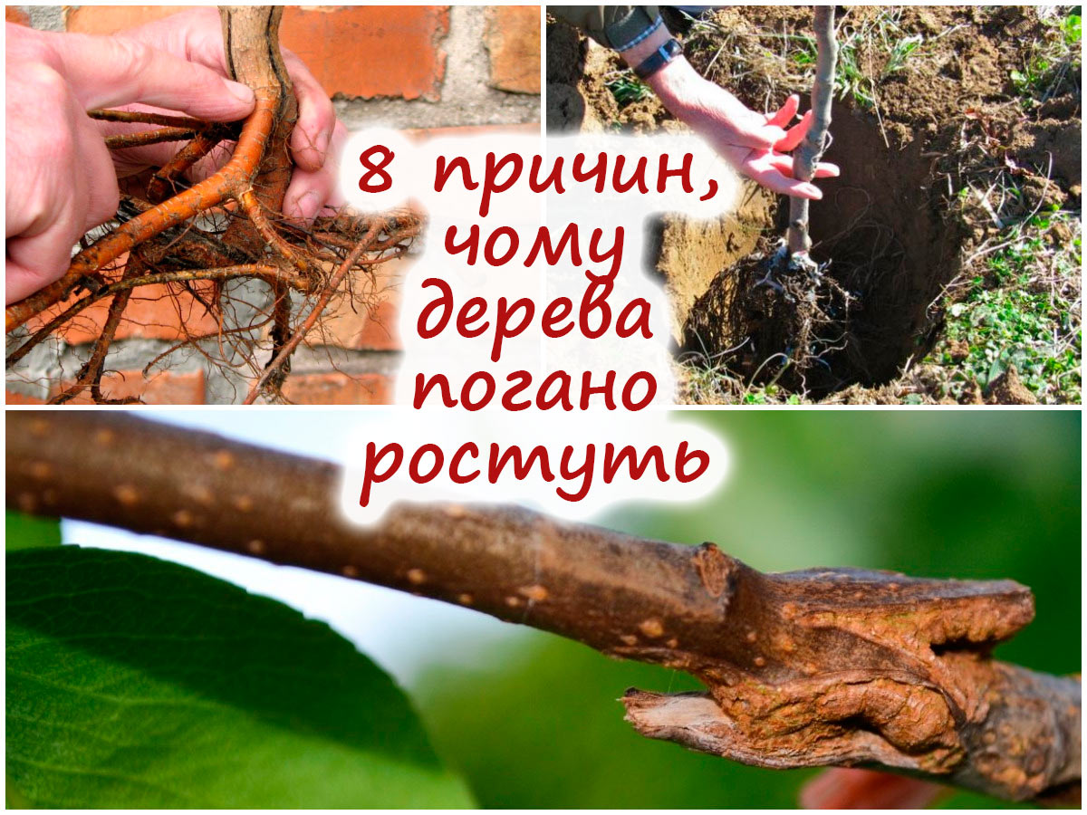 Чому дерева слабко ростуть
