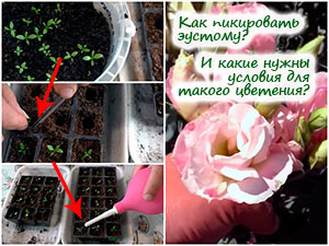 Пикировка эустомы