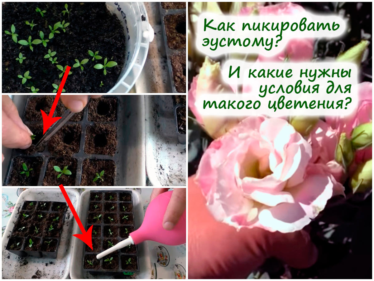 Пикировка эустомы