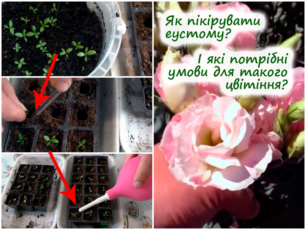 Пікірування еустоми