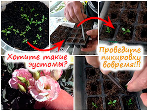 Пикировка эустомы