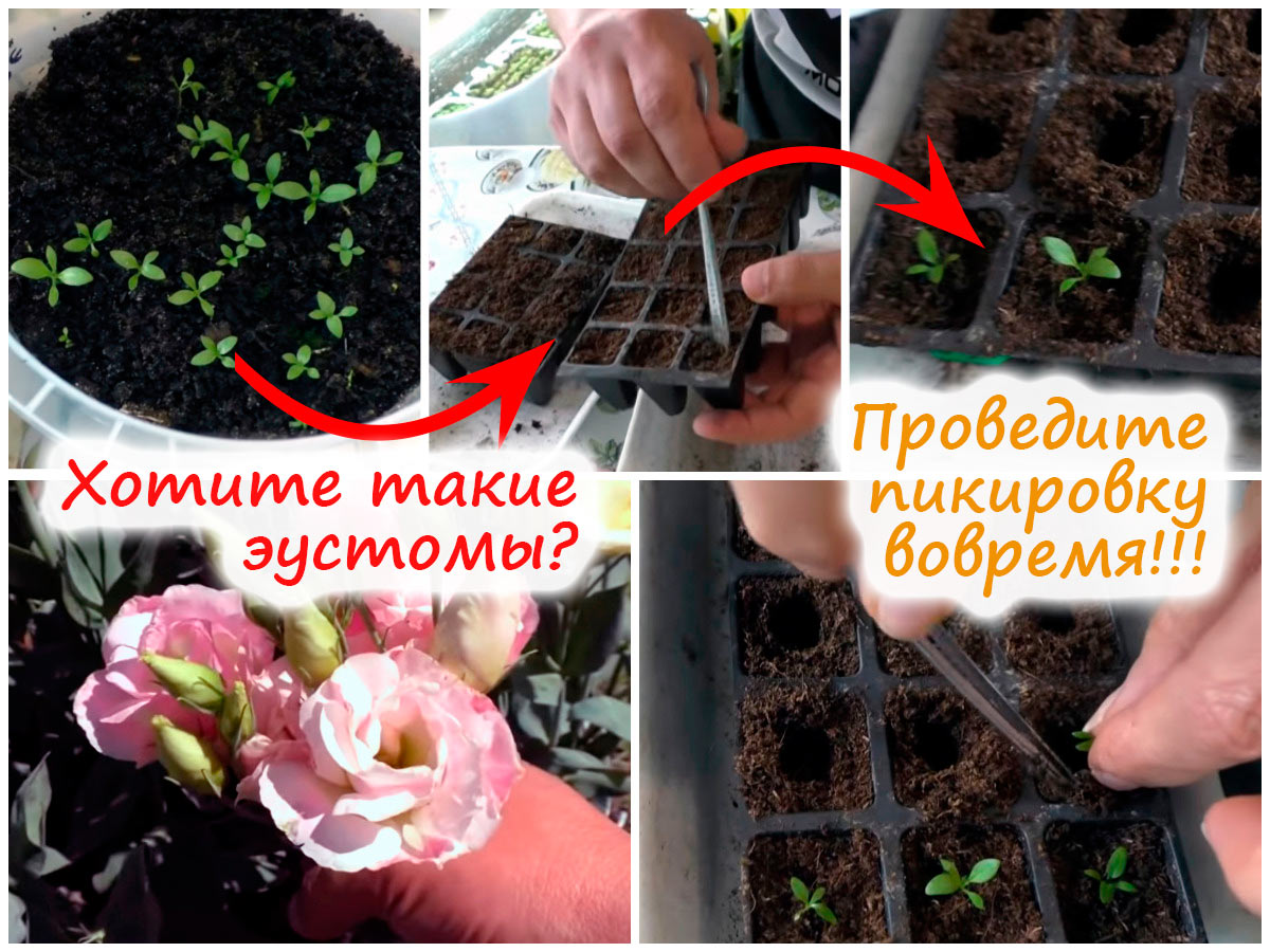 Пикировка эустомы