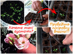 Пікірування еустоми
