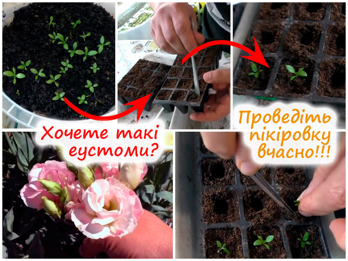 Пікірування еустоми