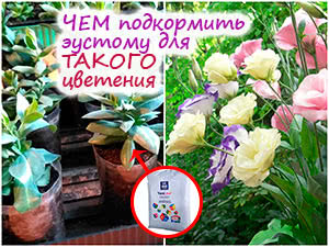 Подкормка рассады эустомы