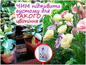 Підживлення розсади еустоми