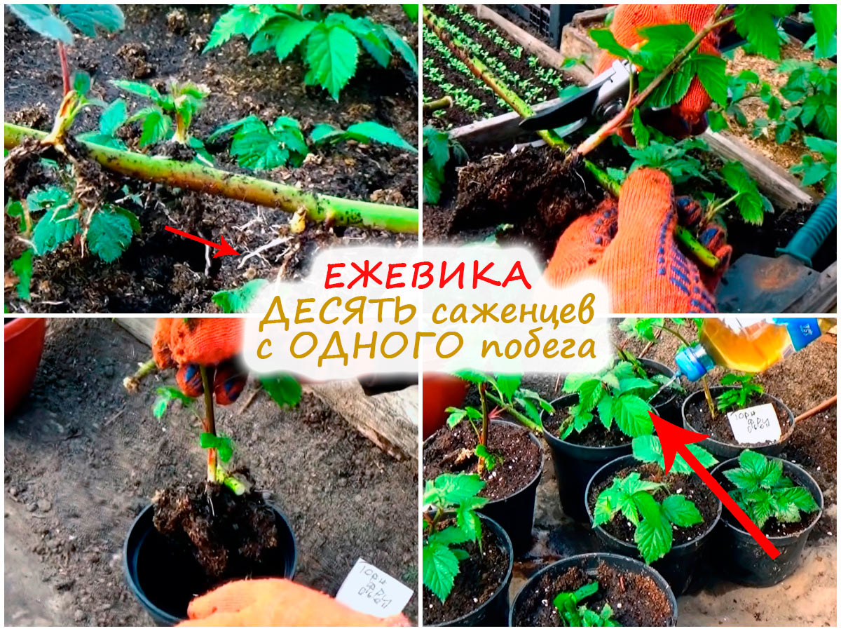 Размножение ежевики зимой