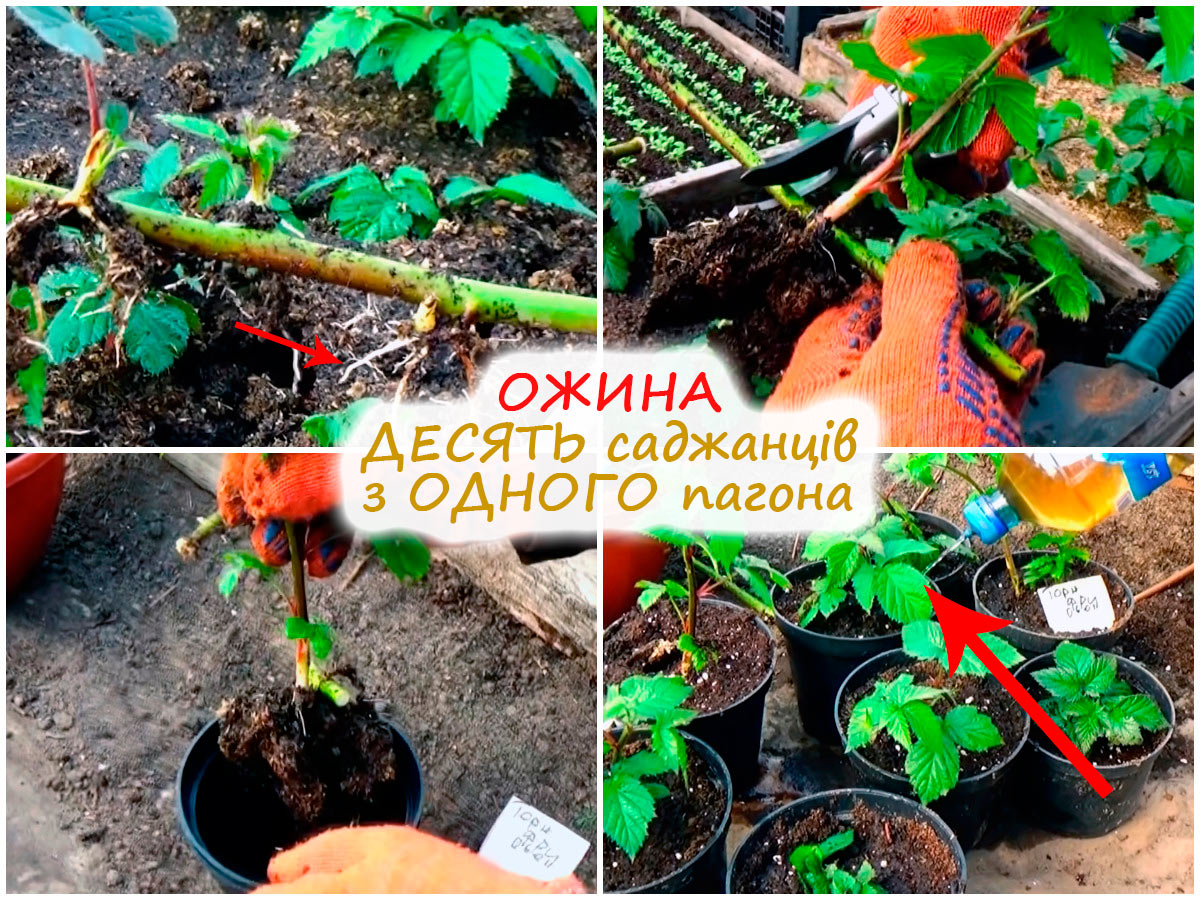 Розмноження ожини взимку