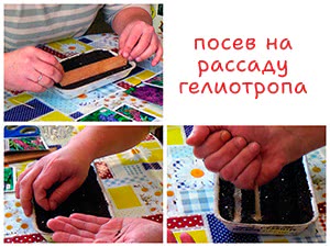 Посев гелиотропа на рассаду