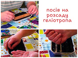 Посів геліотропу на розсаду